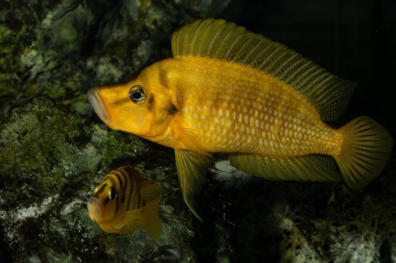 Altolamprologus compressiceps 'Kilima'